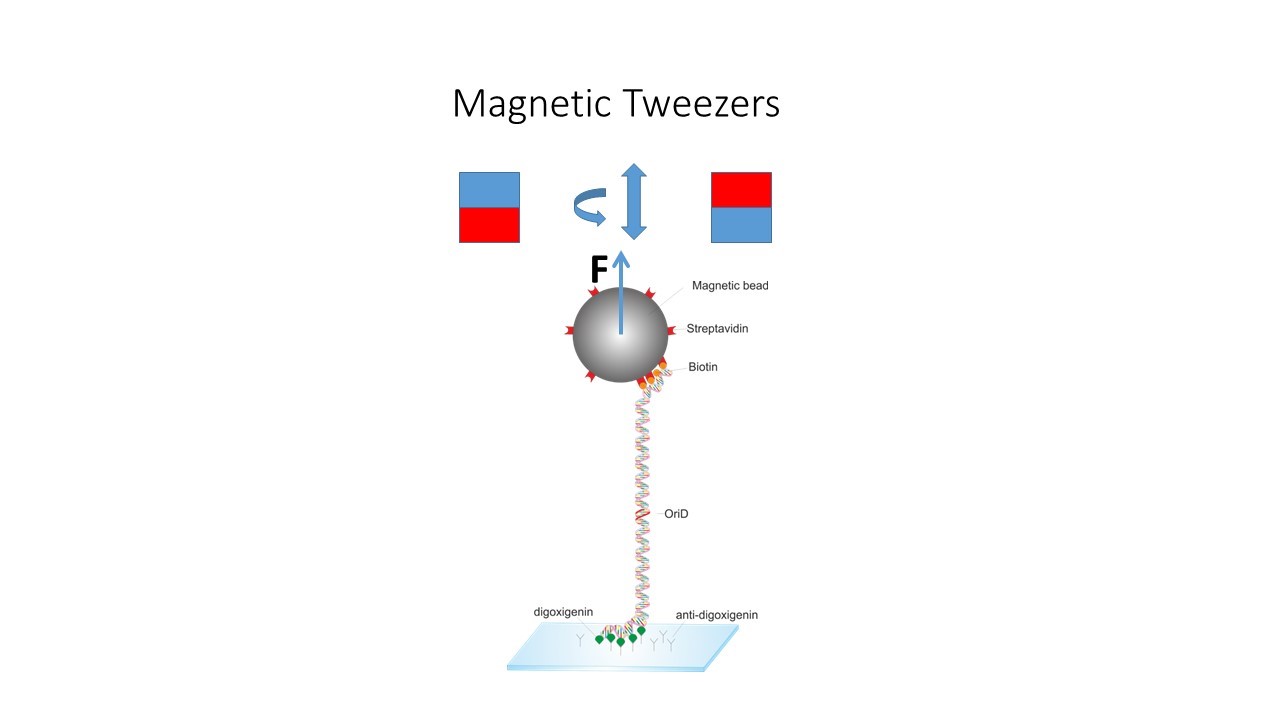 Magnetic Tweezers