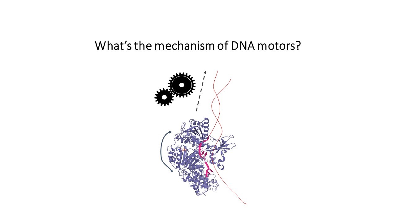 Mechanism of DNA motors