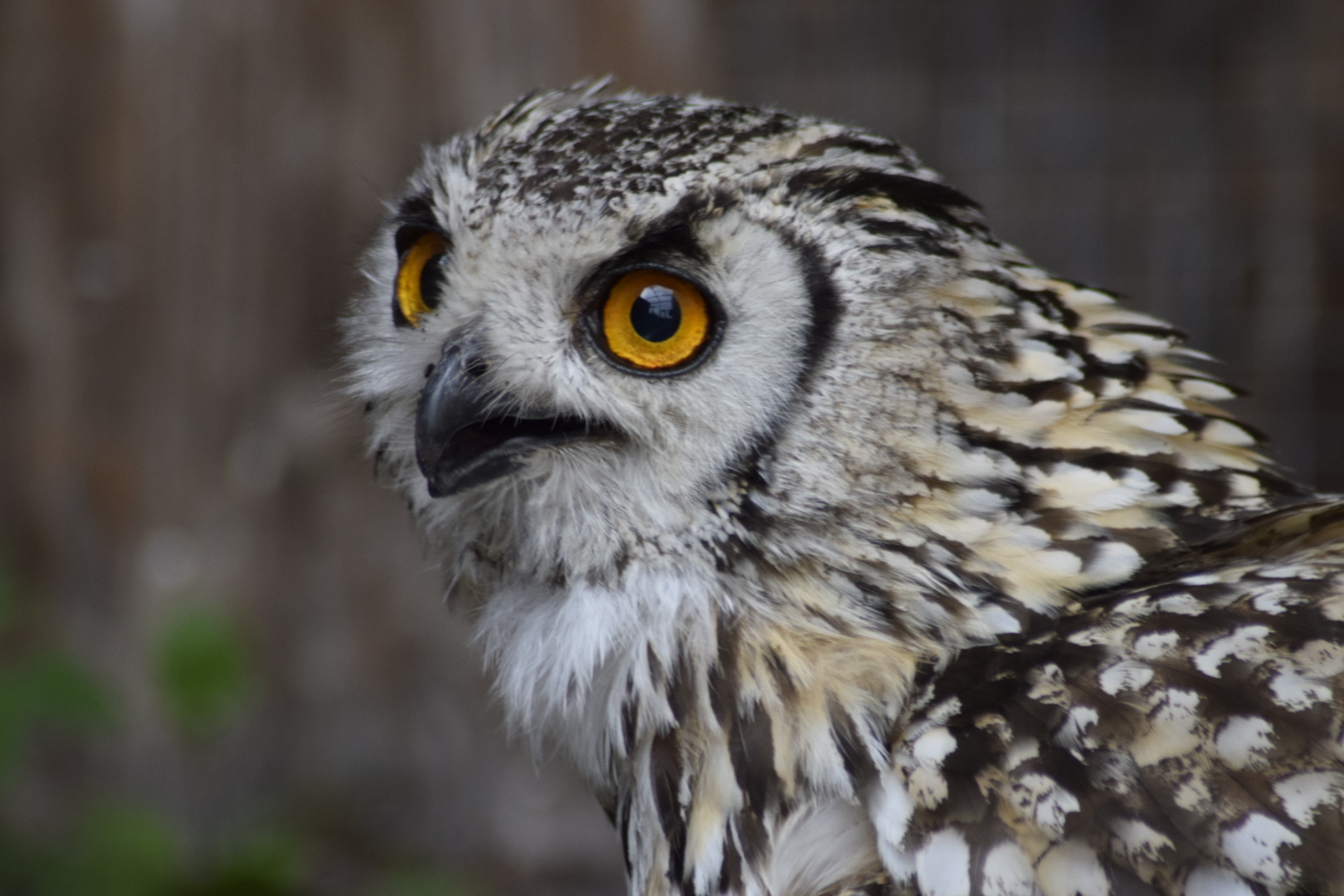 Bubo bengalensis DSC0474