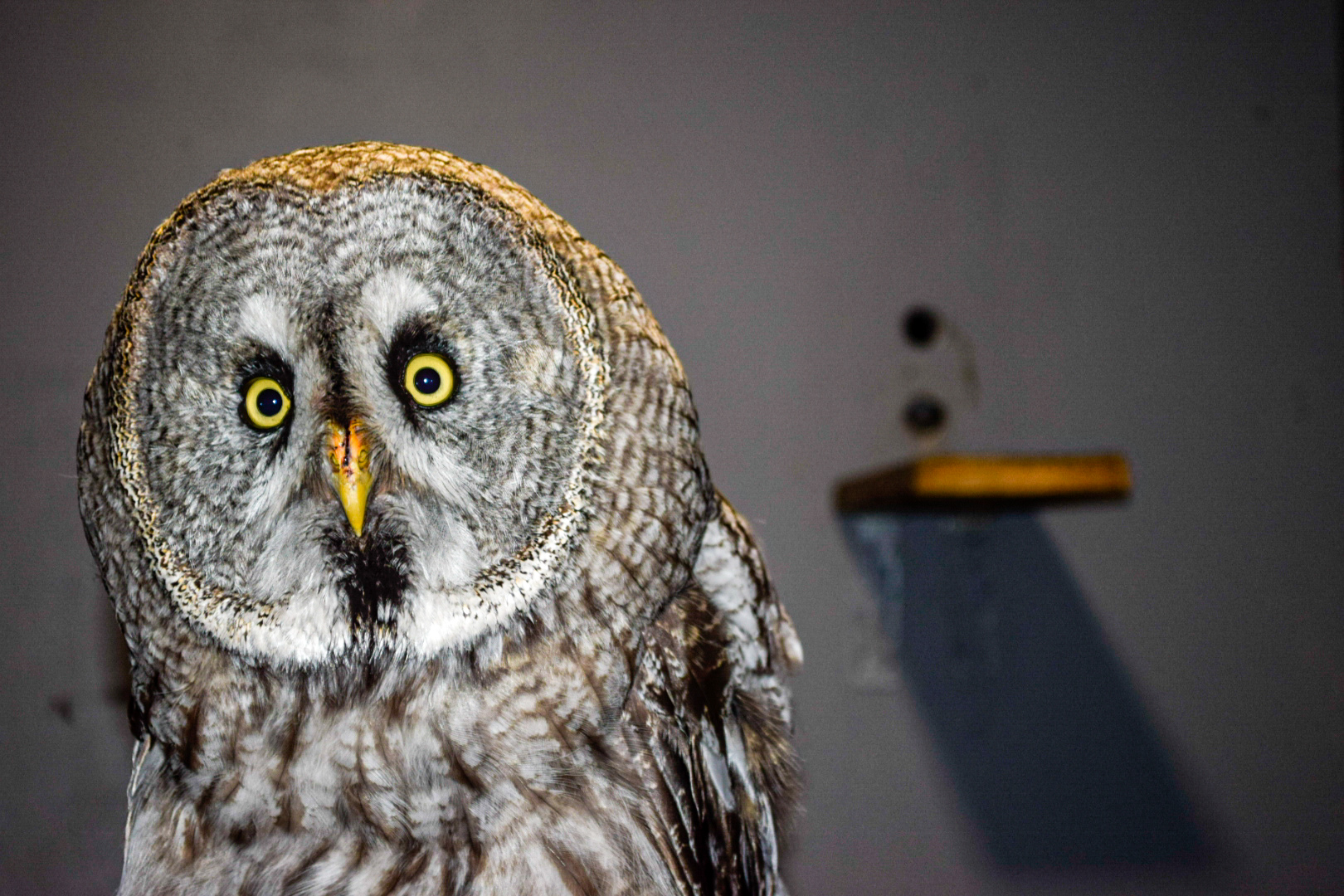 Strix nebulosa DSC0437