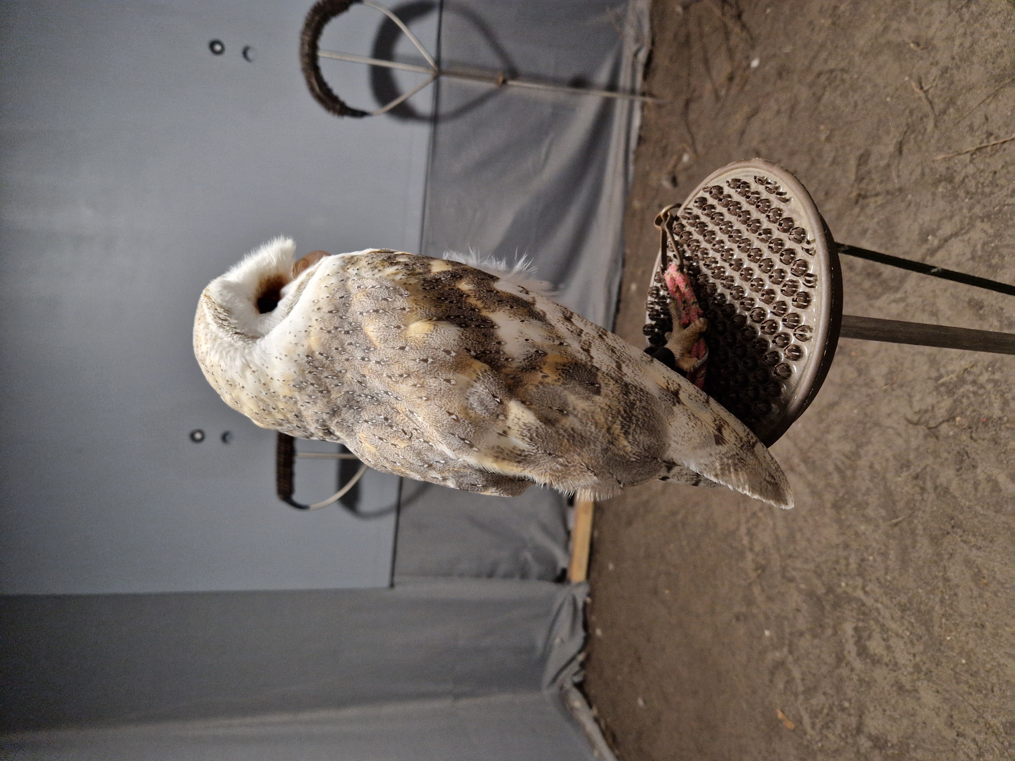 Tyto alba 20230713 132025