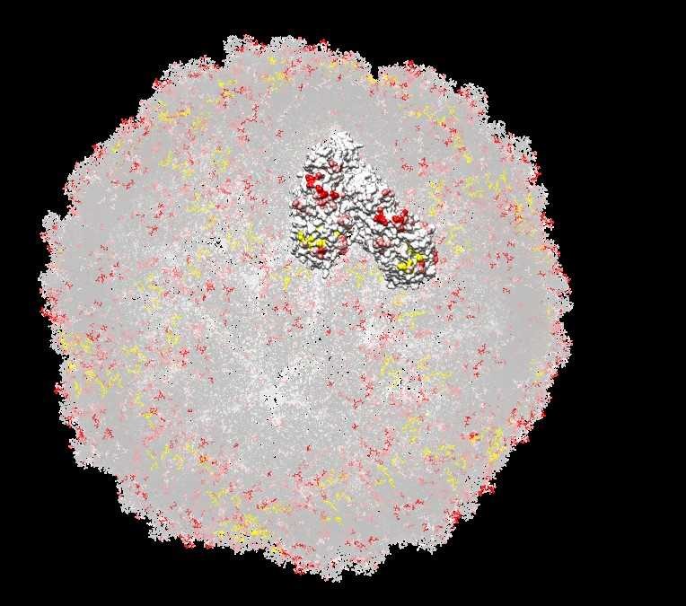 ScV-LA1, pdb:1M1C ScV-LA1, pdb:1M1C