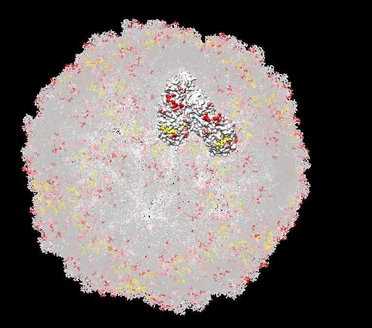 ScV-LA1, pdb:1M1C