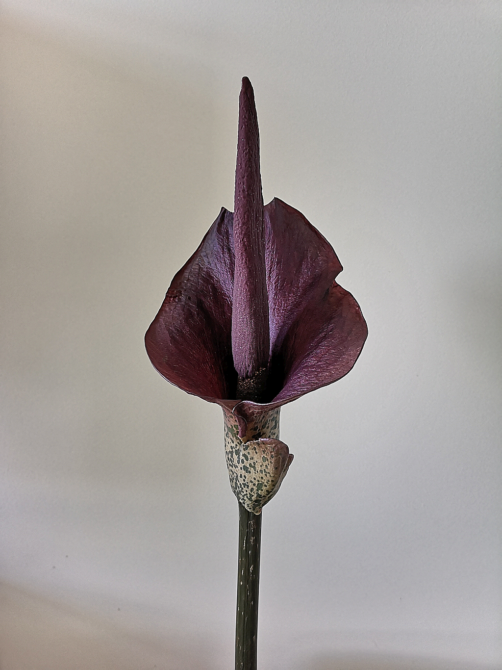 Amorphophallus konjac