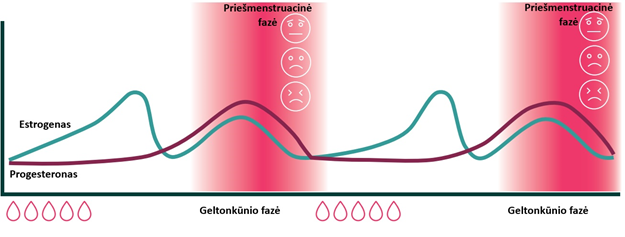Menstruacinis ciklas
