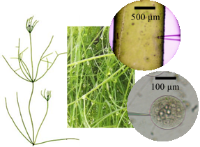 Nitellopsis.png