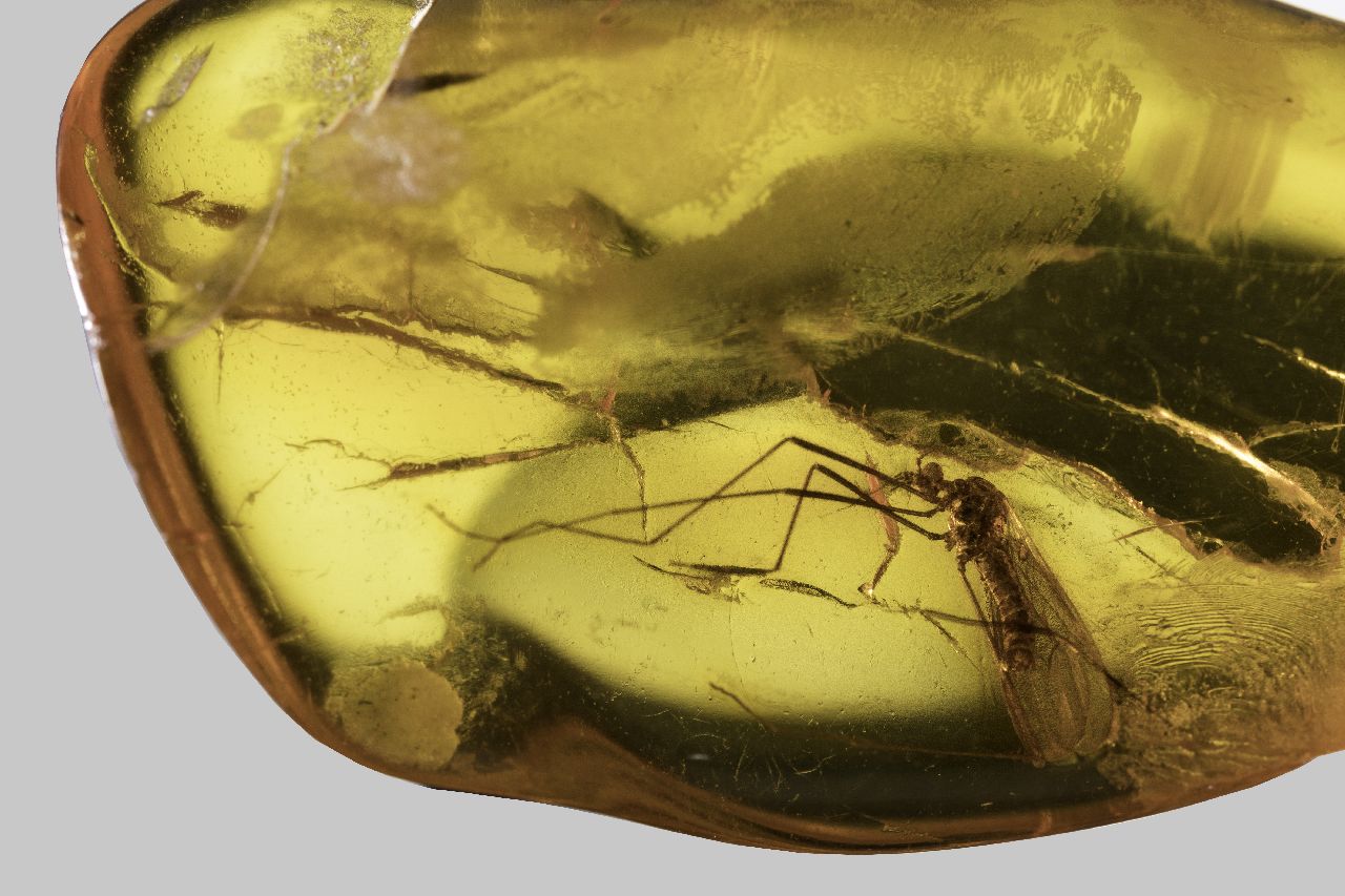 060501 O. innata
