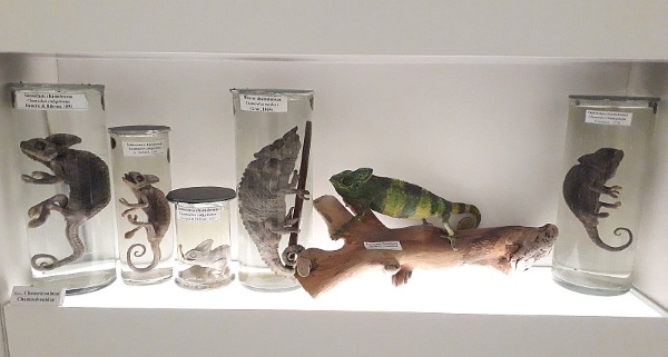 Chameleonai VU Zoologijos muziejuje. A. Petrašiūno nuotrauka