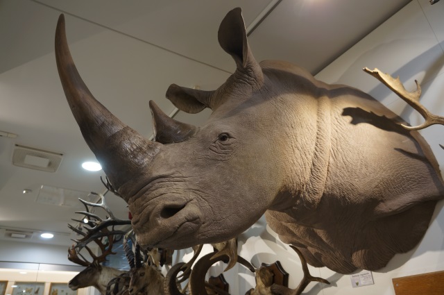 White rhino at VU museum of Zoology. Picture was taken by Alba Ávila Grimaldos