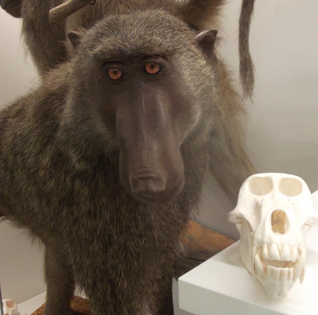 Pavianas Anubis, dovanotas G.Vaitiekūno, VU Zoologijos muziejuje. M.Riepšaitės nuotrauka.