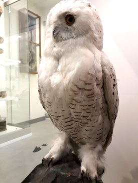 Snowy owl at VU Zoological Museum. Photographed by Viktorija Kuznecova
