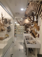 Zoologijos muziejus, BMI /  VU Museum of Zoology, IBS